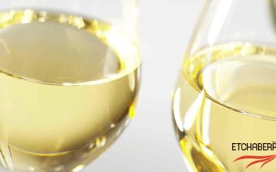 Los beneficios para la salud de tomar vino blanco!